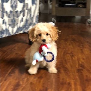 Meet your Posher, Tina